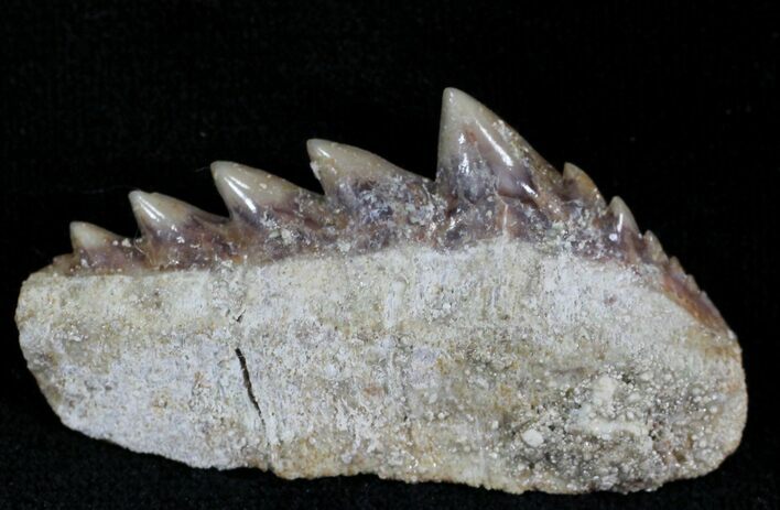 Fossil Cow Shark (Notorynchus) Tooth - Morocco #24509